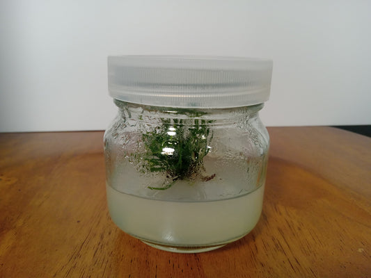 Sarracenia  flava “Extreme Throat” x S. flava “Outlaw” (Tissue Cultured Plant)