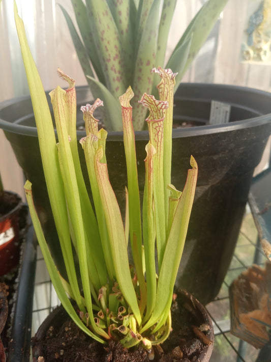Sarracenia Leucophylla Red X Wilkerson Red Rocket