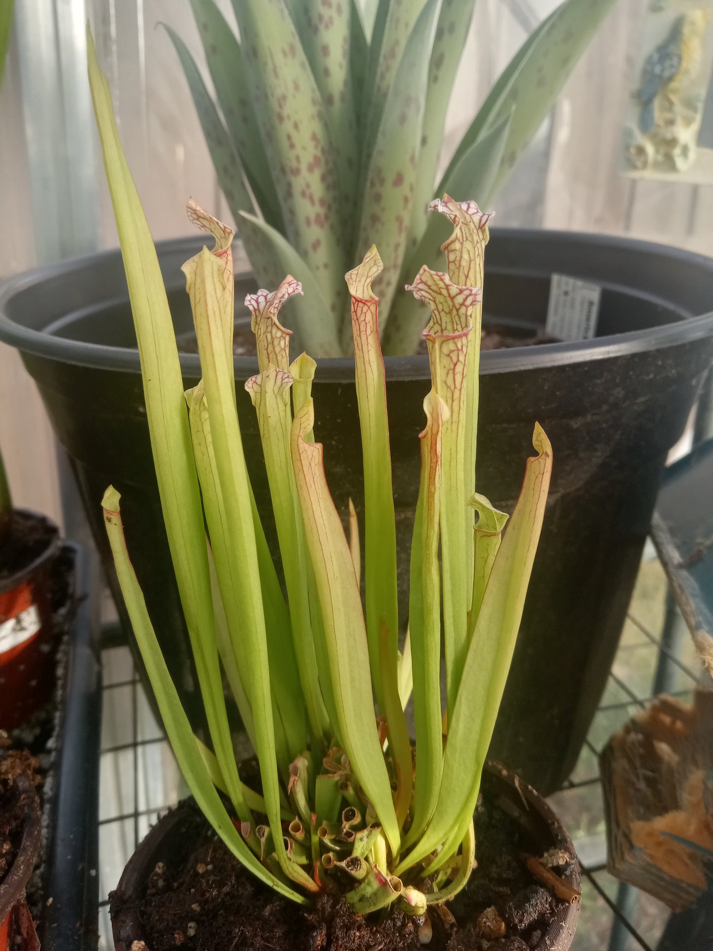 Sarracenia Leucophylla Red X Wilkerson Red Rocket