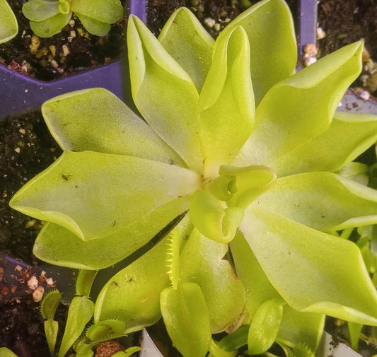 Mexican Butterwort (Pinguicula pirouette) Carnivorous Plant