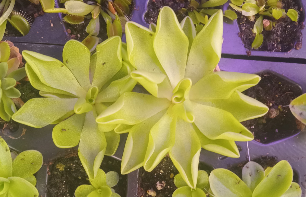 Mexican Butterwort (Pinguicula pirouette) Carnivorous Plant