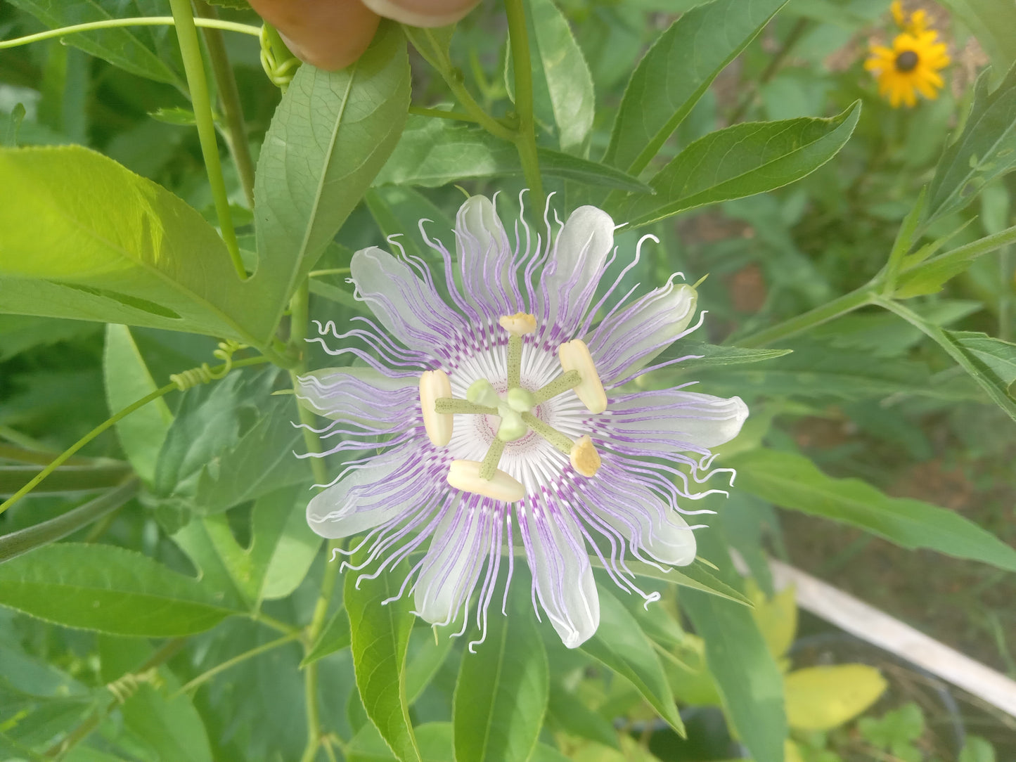 Passion Flower (Passiflora incarnata)
