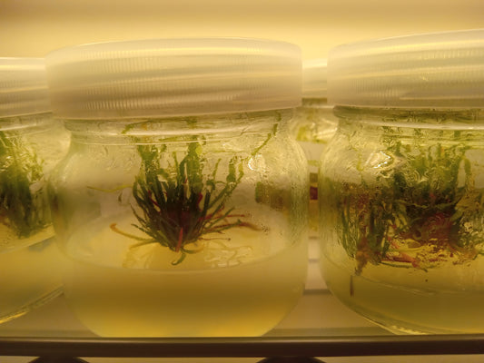 Sarracenia “Adrian Slack"