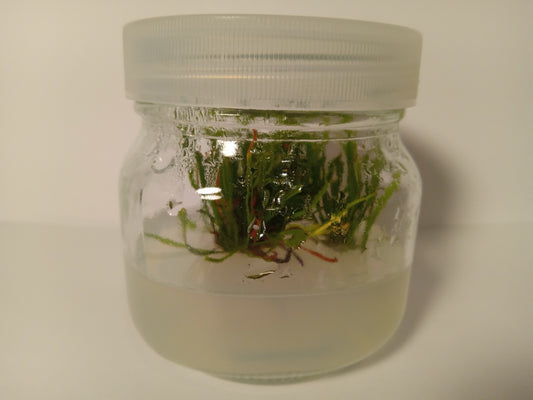 Sarracenia “Adrian Slack"