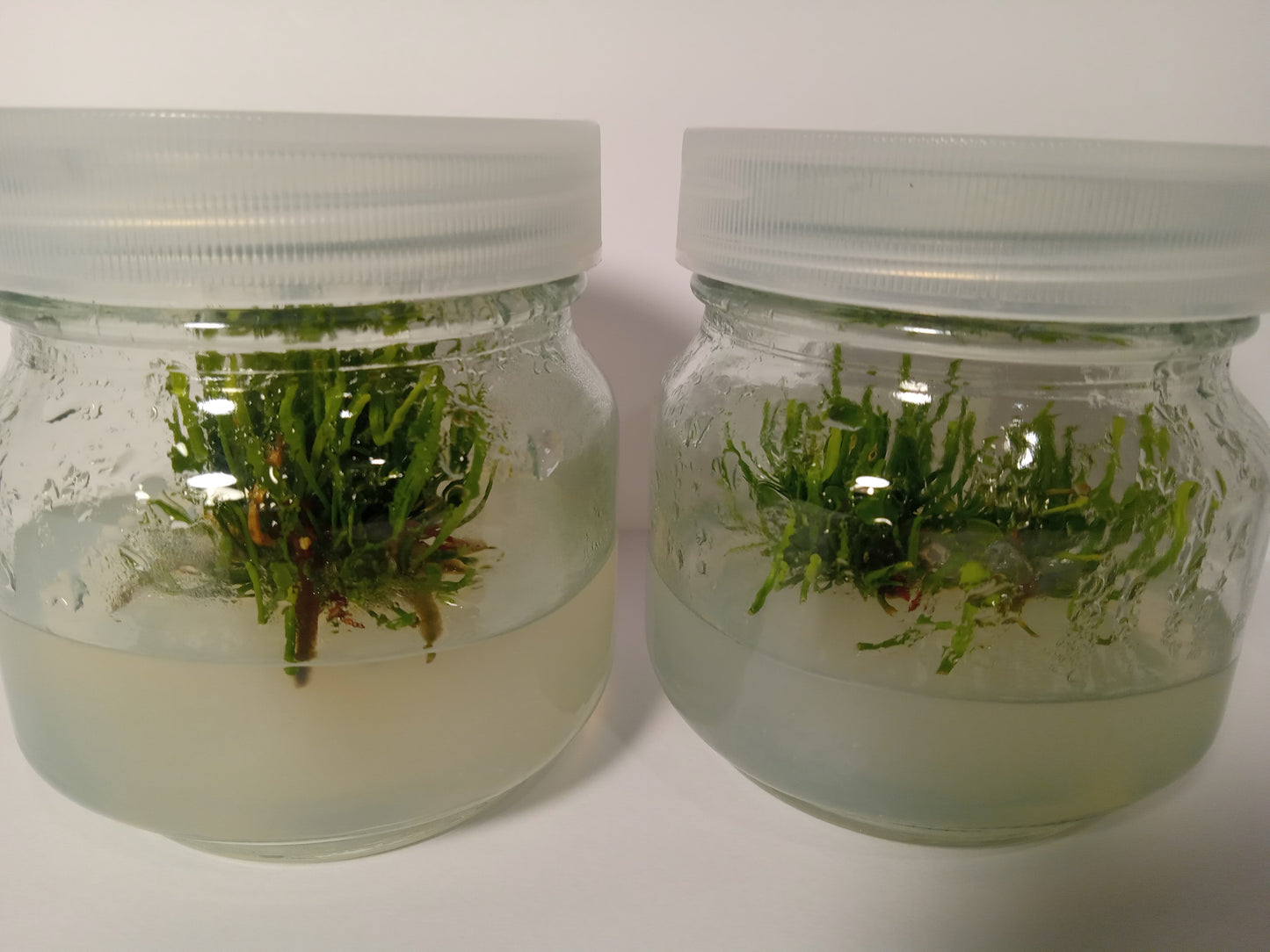 Sarracenia minor "albino"