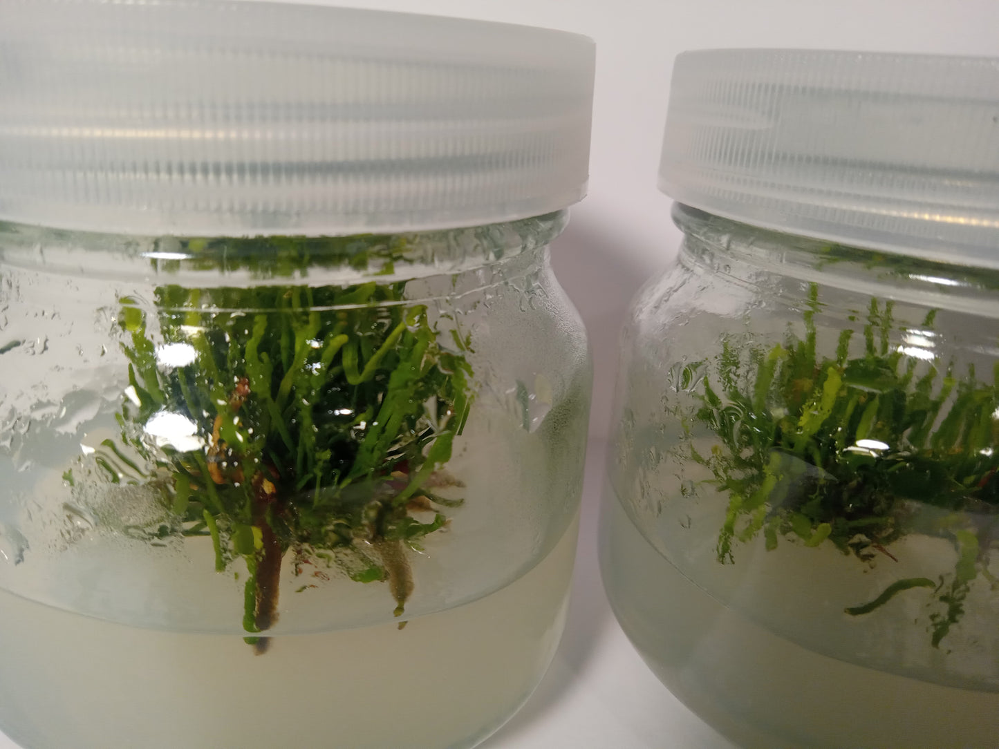 Sarracenia minor "albino"