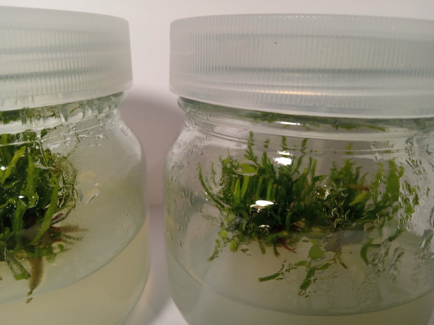 Sarracenia minor "albino"