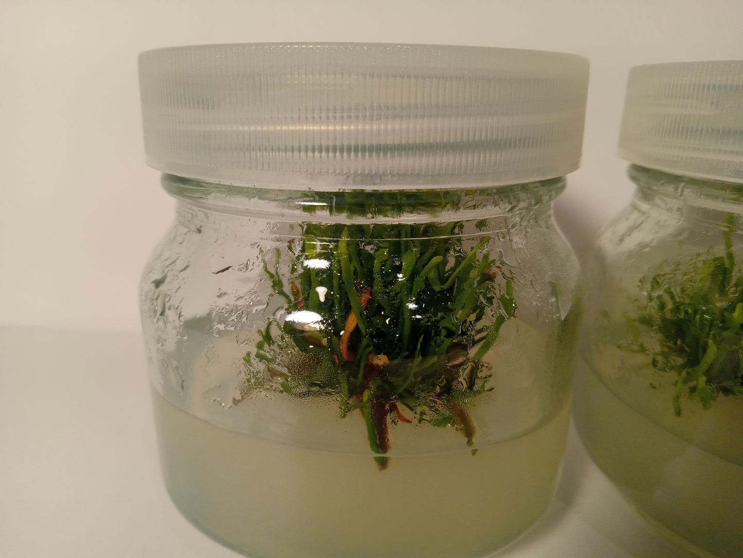 Sarracenia minor "albino"