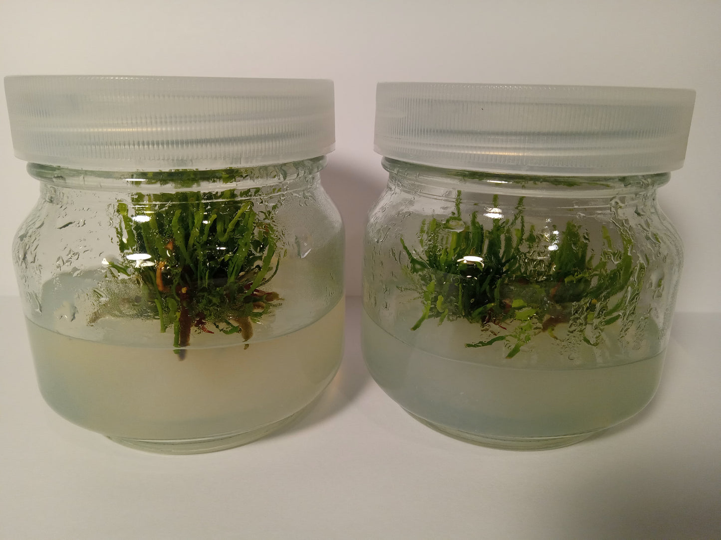 Sarracenia minor "albino"