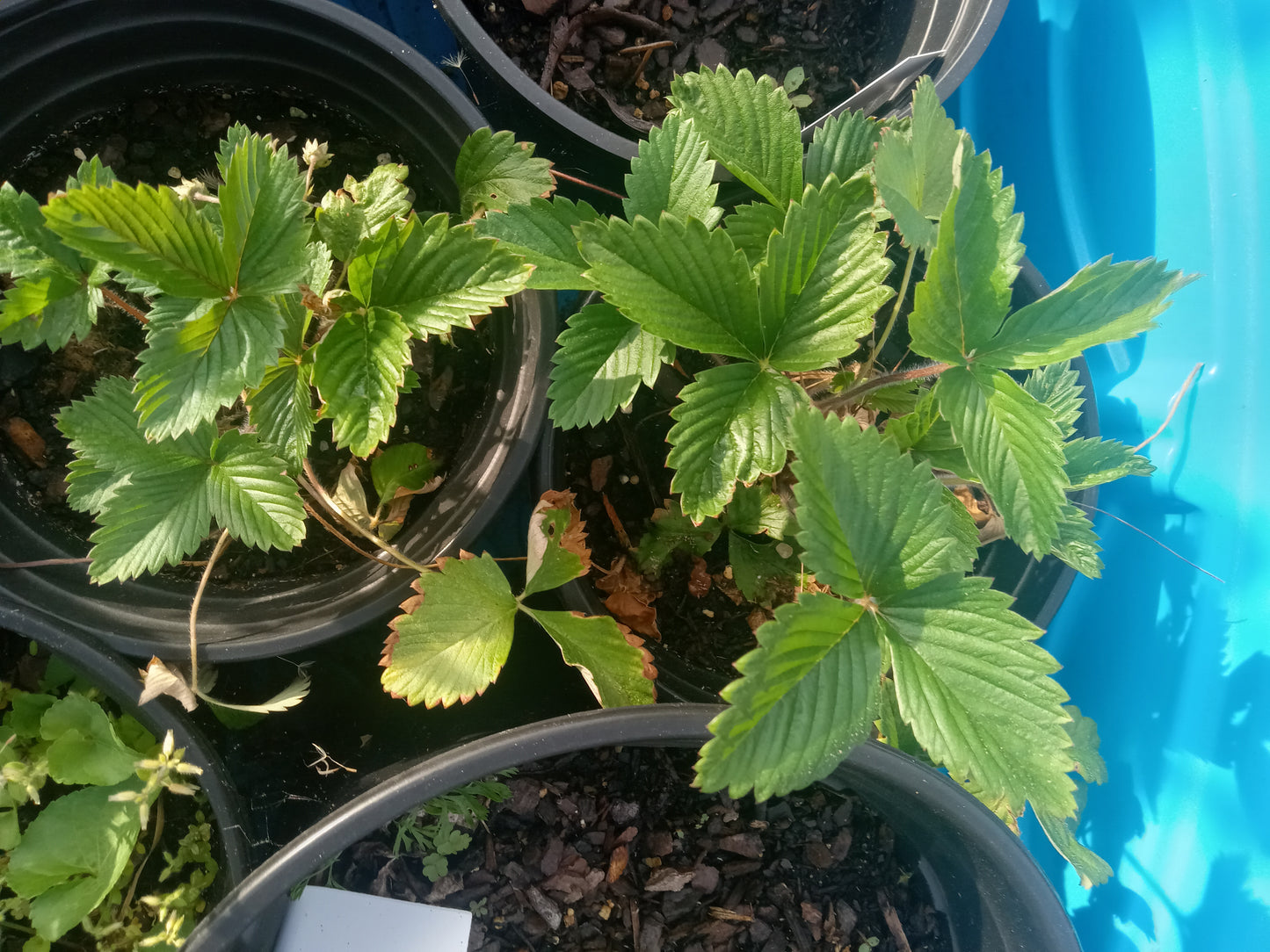 Wild Strawberry (Fragaria vesca)