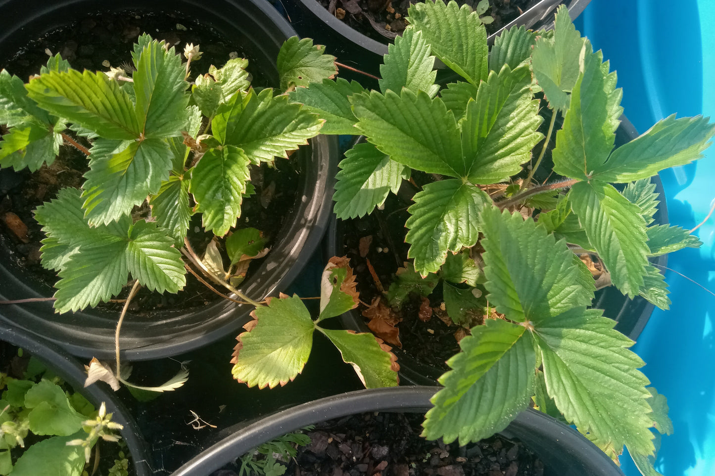 Wild Strawberry (Fragaria vesca)